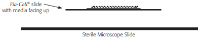 direct microscopy slide prep